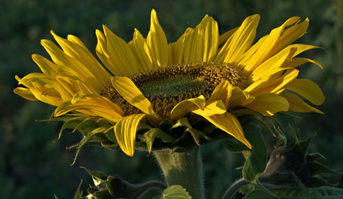 Close-up of sunflower