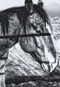 Close-up of horse