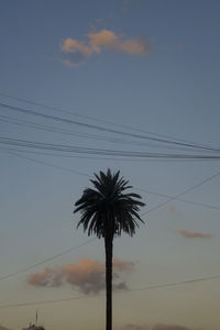 Low angle view of silhouette palm tree against sky