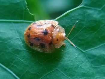 Close-up of insect on leaf