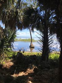 Close-up of palm tree by sea against sky