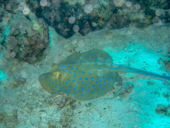 Close-up of fish underwater