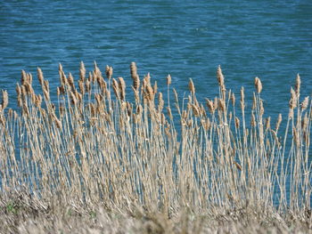 Scenic view of lake