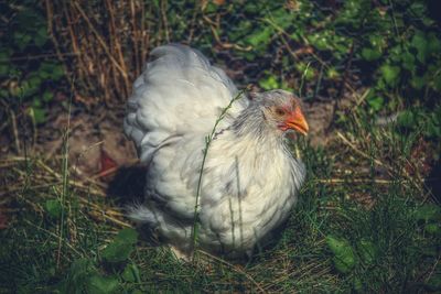 Close-up of bird perching on field