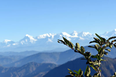 Plants against mountain range against clear blue sky