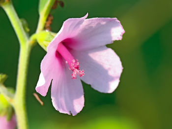 Close-up of pink rose flower