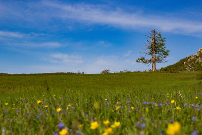 Scenic view of grassy field against sky