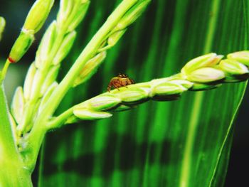 Close-up of insect on plant