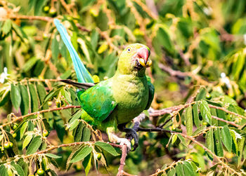 Close-up of parrot perching on plant