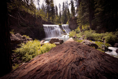 Scenic view of waterfall in forest