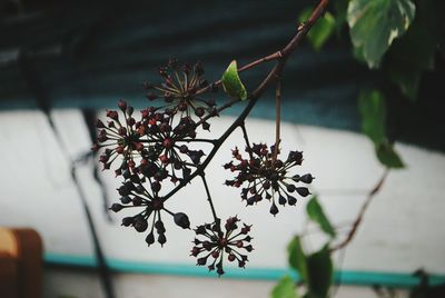 Close-up of flowers blooming outdoors