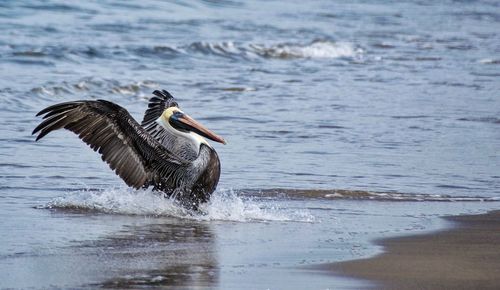 Bird flying over sea