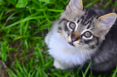 Portrait of cat on field