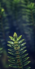 Close-up of plant