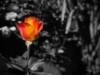 Close-up of red flower blooming outdoors