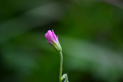 Close-up of pink flowering plant