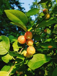 Close-up of fruits growing on tree