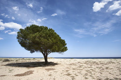 Trees on beach against blue sky