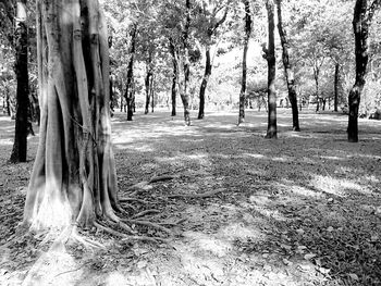 Trees in forest