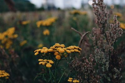 Close-up of flowers against blurred background