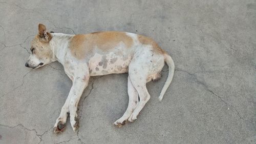 High angle view of dog sleeping on concrete floor