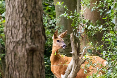 Deer in a forest