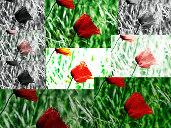 Close-up of flowers and leaves