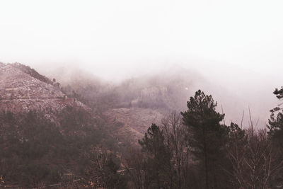 Trees in forest against sky during foggy weather