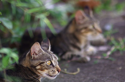 Close-up of a cat looking away