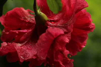 Close-up of wet red rose flower