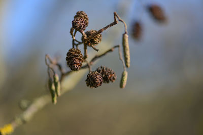 Close-up of wilted plant against blurred background