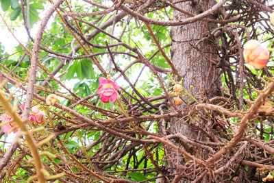 Low angle view of bird perching on tree