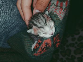 High angle view of cat sleeping on person hand