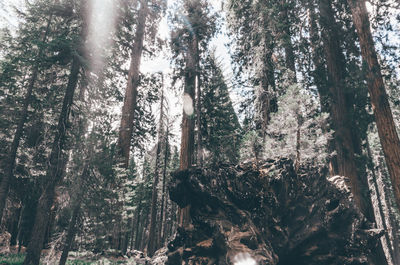 Low angle view of pine trees in forest during winter