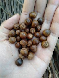 Close-up of hand holding eggs