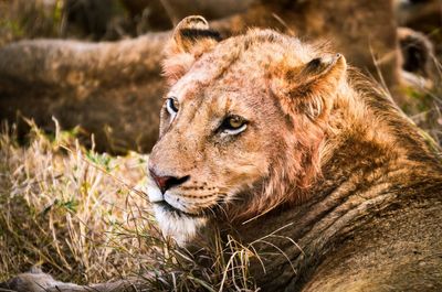 Close-up of lion looking away on field