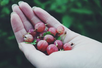 Close-up of hand holding berries