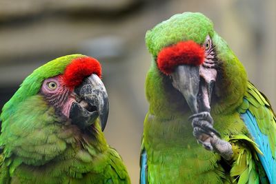 Close-up of great green macaws