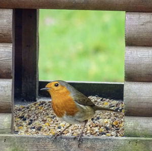 Close-up of bird perching on wood
