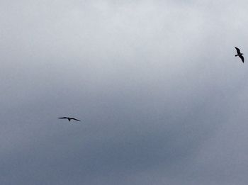 Low angle view of bird flying in sky