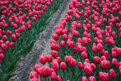 Close-up of red tulips growing in field