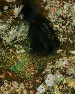 High angle view of moss growing on rock