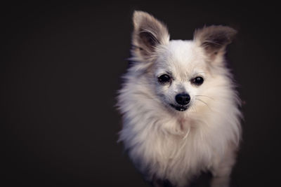 Close-up portrait of a dog