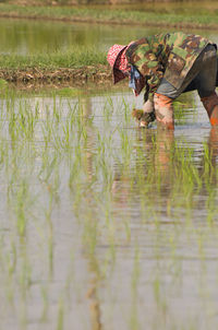 Woman working in rice paddy