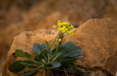 Close-up of yellow flowering plant