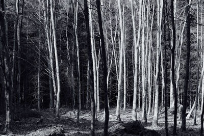 View of trees in forest