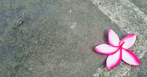 Close-up high angle view of pink flower