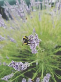 Bee pollinating on purple flower