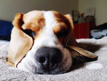 Close-up of dog sleeping