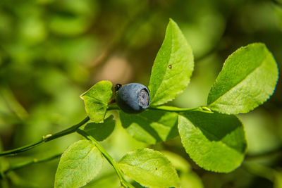 Beautiful closeup of a blueberry growing in the forest. wild food in summer. ecological food.